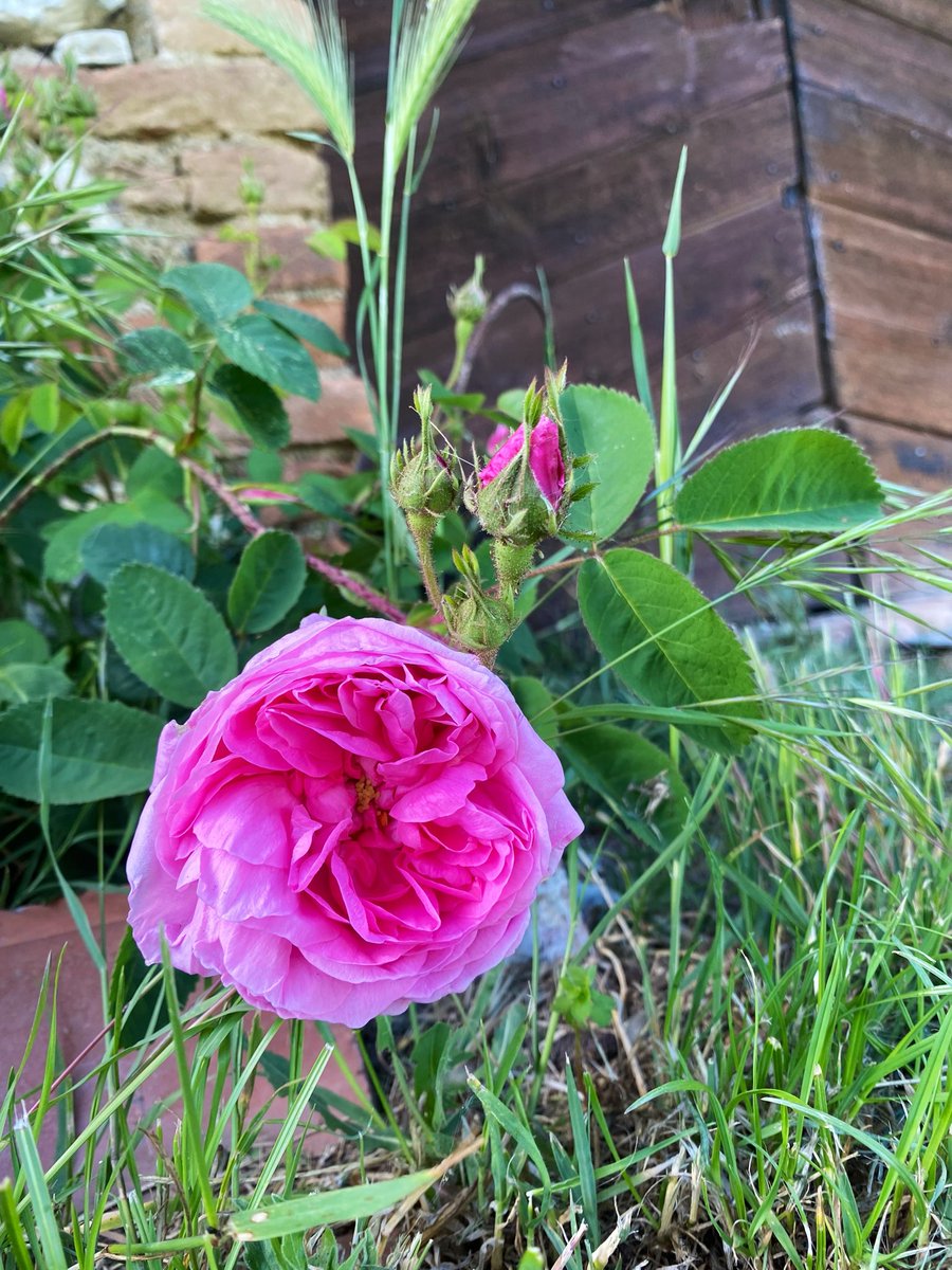 rossellaronconi's tweet photo. Attratta dal fascino, colore e profumo intenso e malinconico delle #roseantiche 🌹
#BuongiornoATutti 🫶
#GoogMorning 🌸 https://t.co/4IpsMoYGf3