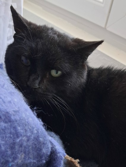 Missing Animaux 81 tweet media