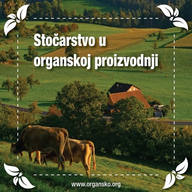 organsko's tweet photo. Tehnike upravljanja koje koristi organsko stočarstvo moraju da budu regulisane psihološkim i osnovnim etiološkim potrebama stoke, što u principu podrazumijeva i posebne uslove. Više o tome pročitajte u tekstu na https://t.co/K82sQk7K7t
.
.
.
.
#organsko #organic #organicfood https://t.co/GKDjoFSlzU