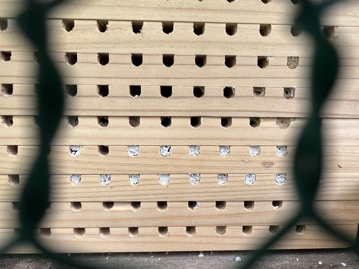 kitadaringoen's tweet photo. 今年新設した購入分のマメコバチのマンション。かなり入ってくれてワクワクします！
自作の分も入ってくれているので楽しみです。

#りんご　#盛岡 https://t.co/xHyzqvRXZS