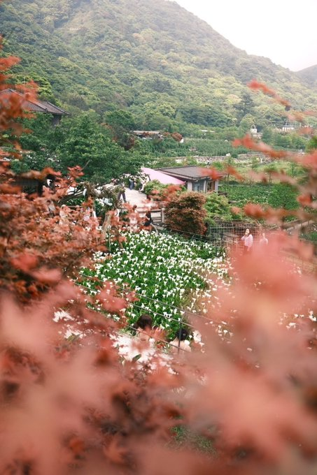 Legecsardy's tweet photo. 五月の山間、紅葉が軽やかに舞い、白百合が咲き誇る。そよ風が頬をなで、絶好の天気に誘われて、思い立ったらすぐの花を愛でる旅へ～🌸🍃
#風景 #車 #ミニカー #紅葉 https://t.co/EFtlZvZgRa