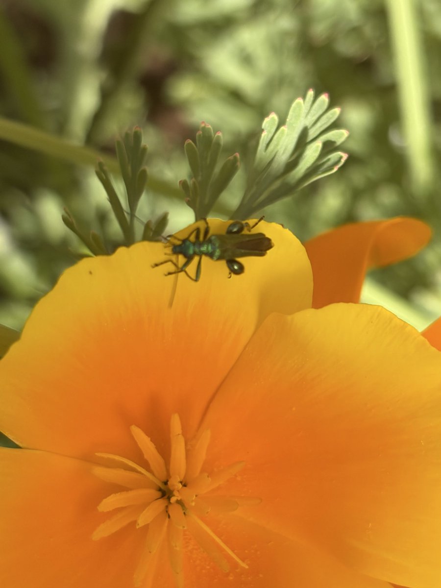 NikkiNhou's tweet photo. @StevenFalk1 the flower bed is full of these today. Beautiful iridescent green. Sawfly? https://t.co/KyJe0ffAzm