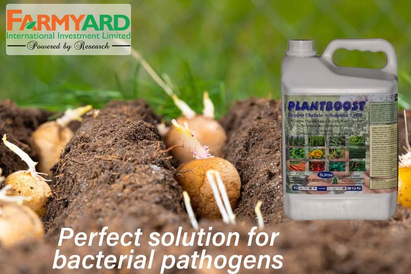 FarmyardI's tweet photo. Potato farmers 🥔🌱 boost your yields by pairing PlantBoost Copper Chelate + PlantBoost Potato for stronger plants &amp; healthier tubers. Keep fields clean with TRAFFIC 300AS for weed control. Farm smart, harvest better 🚜🌾 #PotatoFarming #SmartFarming #PlantBoost https://t.co/ld7FMfKJ9Y
