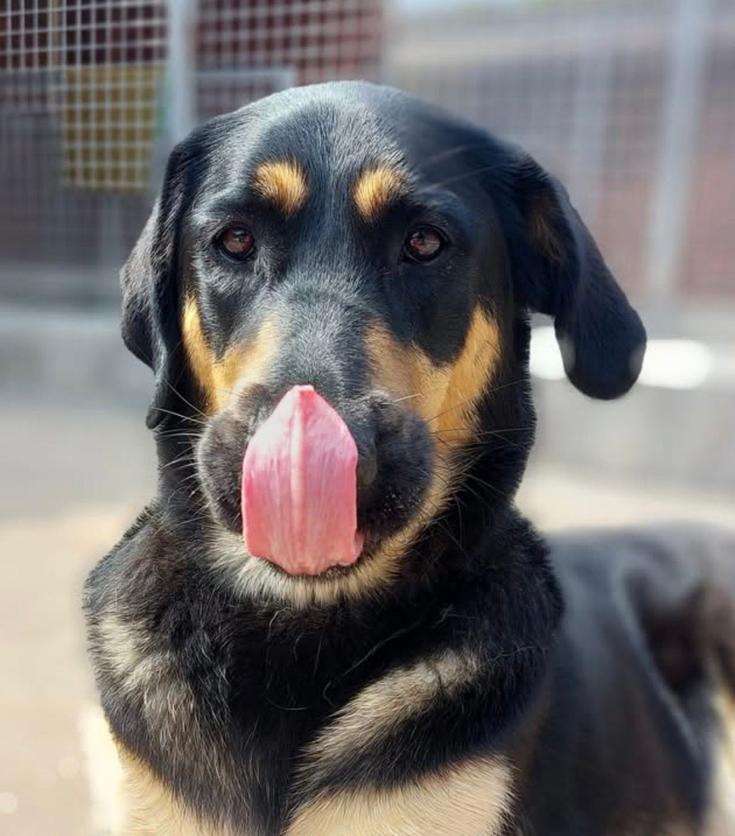 chorleyguidedog's tweet photo. #TongueOutTuesday with this beautiful German Shepherd x Golden Retriever!

#Chorley #GuideDogsUK #GuideDogs #GuideDogsForTheBlind https://t.co/FW07DPCxDW