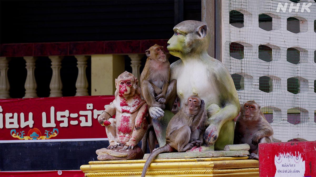 ダーウィンが来た！ (@nhk_darwin) / Posts / X