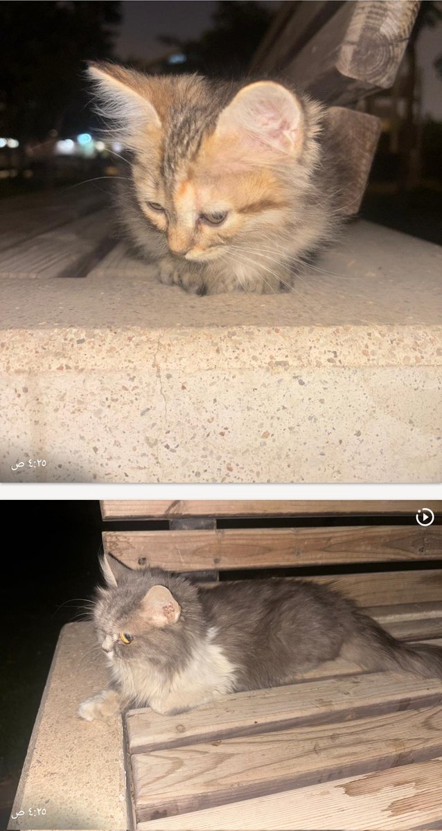 🐈 tweet media