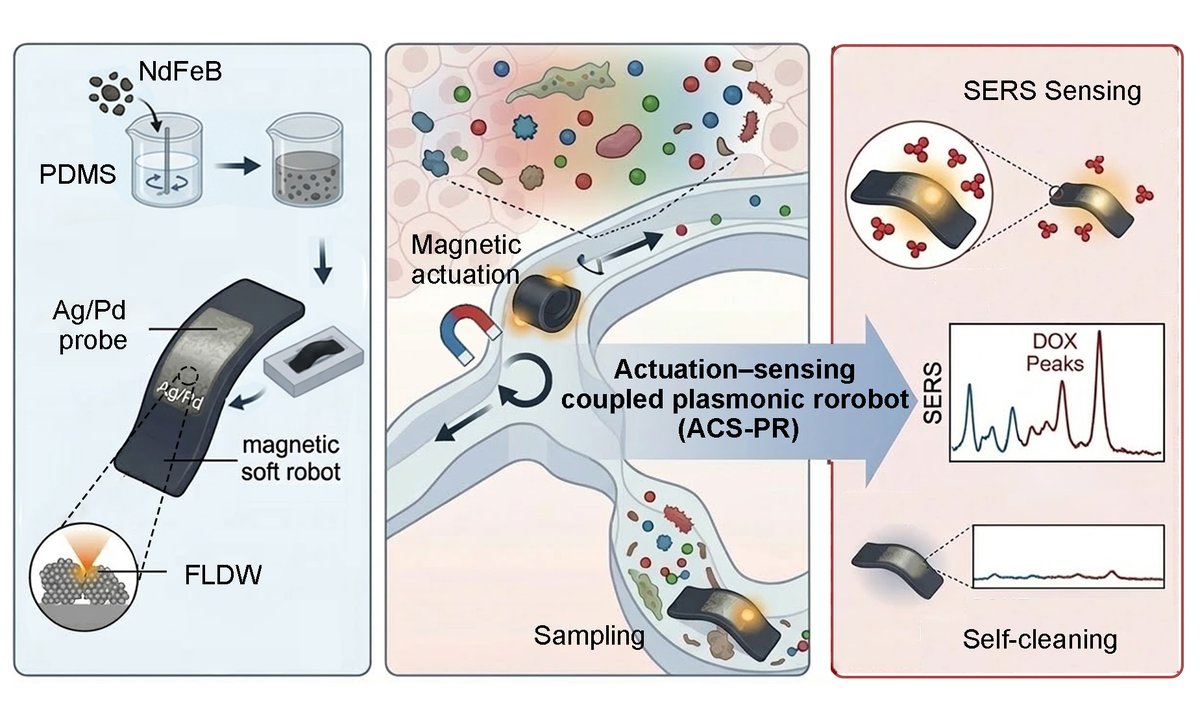 OAE_SoftScience's tweet photo. ✨Tiny robots, giant sensing power ✨
🤖Actuation-sensing coupled plasmonic microrobots enable real-time, adsorption-mediated chemical detection with remarkable precision and mobility. 🔬 #FlexibleElectronics
🪂https://t.co/fQAtUWdF8a https://t.co/OwvfeSE7xP