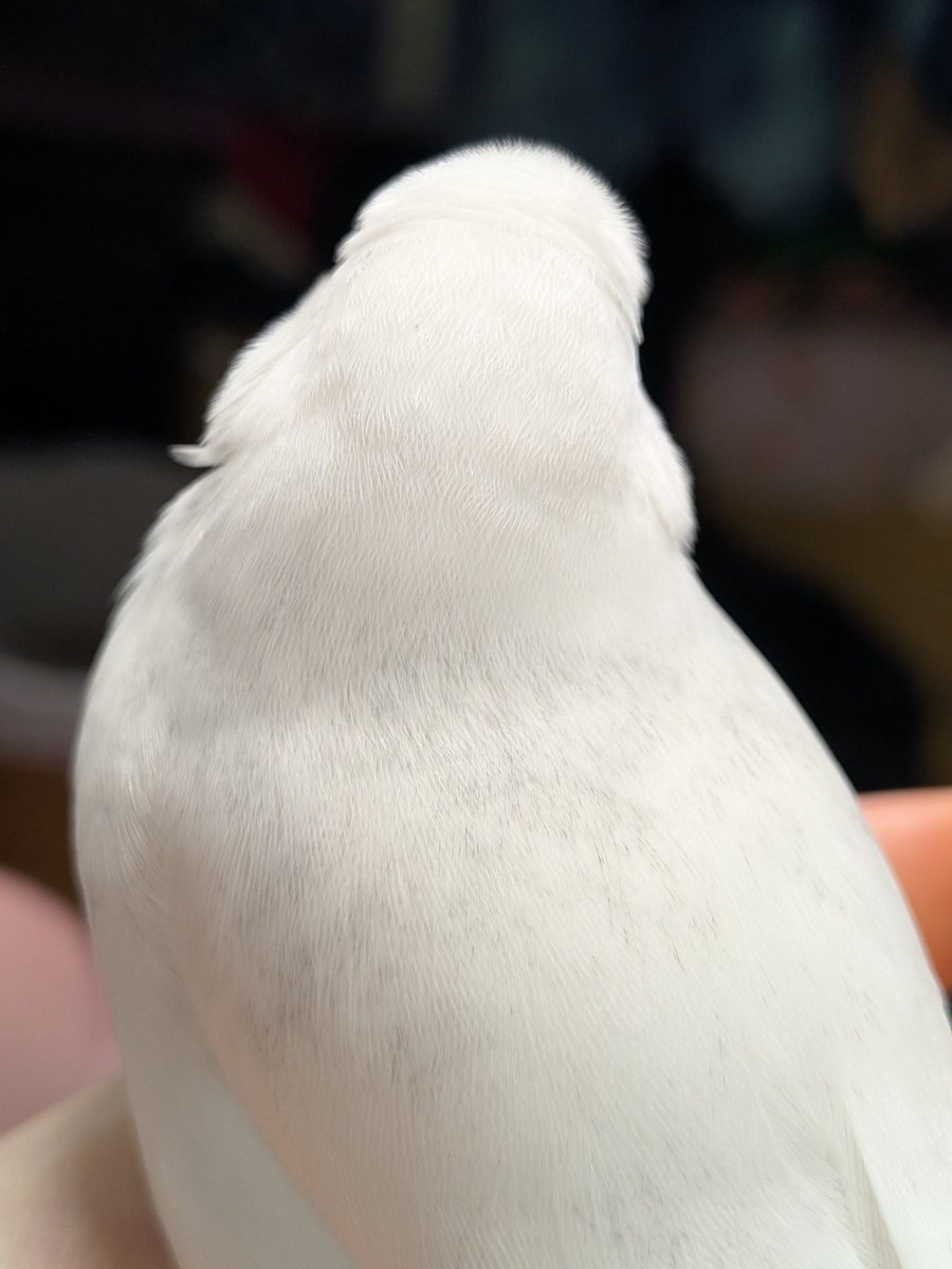 mukojodesigns's tweet photo. ふわっふわなやつが撮れました🥹 https://t.co/U3dJ69kkQy