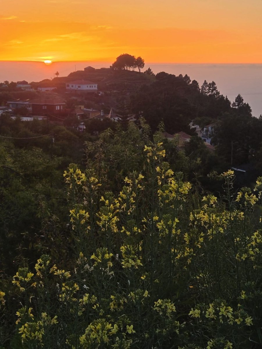 Radio_Luz_'s tweet photo. 🦋#Puntagorda 🌼🌿#EncantoRural ✨🪻#LaPalma [📸 Eva Castro] https://t.co/FfYaf0L5Gk