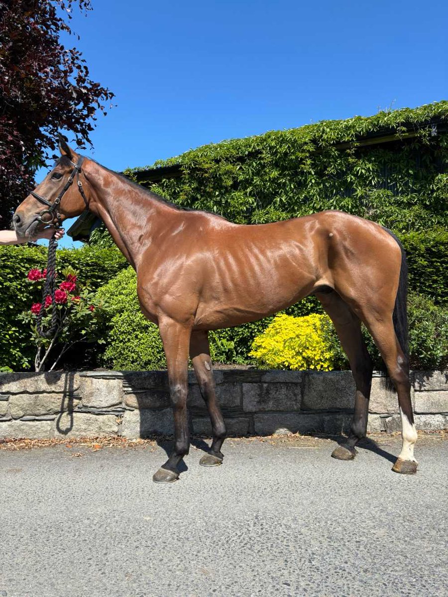thorough_bid's tweet photo. 3️⃣ @colinboweracing Wildcards have been added to the May Sale (Fri 29 May)! 🚨

All eligible for the £5,000 Point2Rules Bonus:

Lot 35 - SPILL A DROP (Kingston Hill)
Lot 36 - VALDISERE (Nirvana du Berlais)
Lot 37 - WINGS IN THE WIND (Wings Of Eagles)

Full catalogue: https://t.co/ldo3GJfquJ