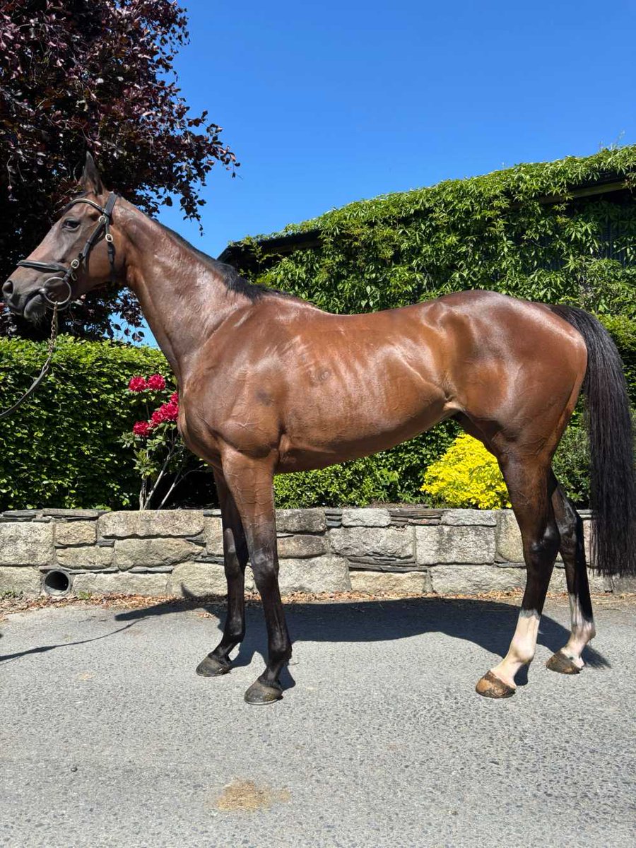 thorough_bid's tweet photo. 3️⃣ @colinboweracing Wildcards have been added to the May Sale (Fri 29 May)! 🚨

All eligible for the £5,000 Point2Rules Bonus:

Lot 35 - SPILL A DROP (Kingston Hill)
Lot 36 - VALDISERE (Nirvana du Berlais)
Lot 37 - WINGS IN THE WIND (Wings Of Eagles)

Full catalogue: https://t.co/ldo3GJfquJ