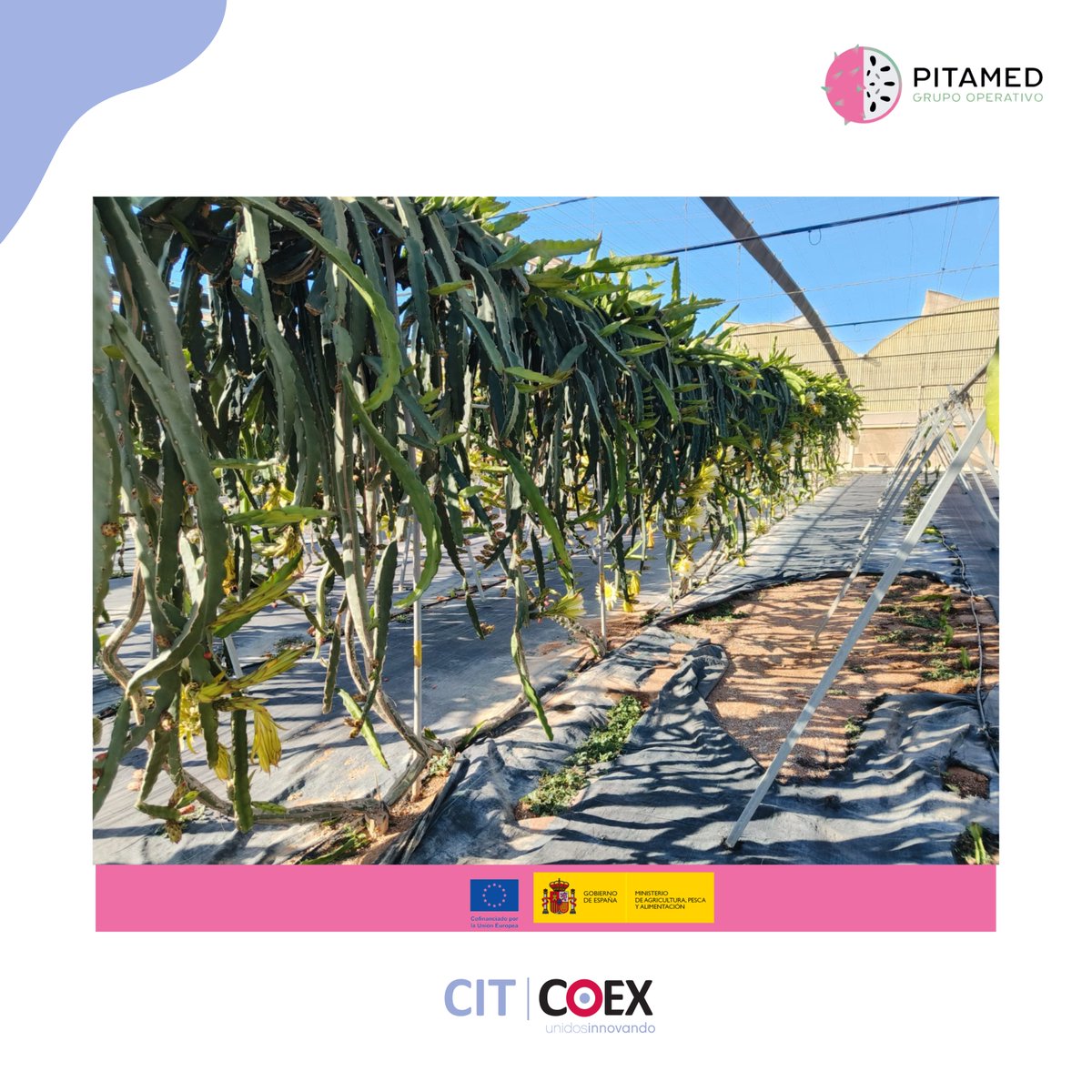 Gopitamed's tweet photo. 🌵 Se inicia la campaña de pitaya 💚

Con una antelación de aproximadamente diez días, este fin de semana se ha iniciado la primera floración de pitaya en las parcelas experimentales del Grupo Operativo PITAMed, en las instalaciones de la Finca UAL-ANECOOP. https://t.co/KUWQJoOFOP