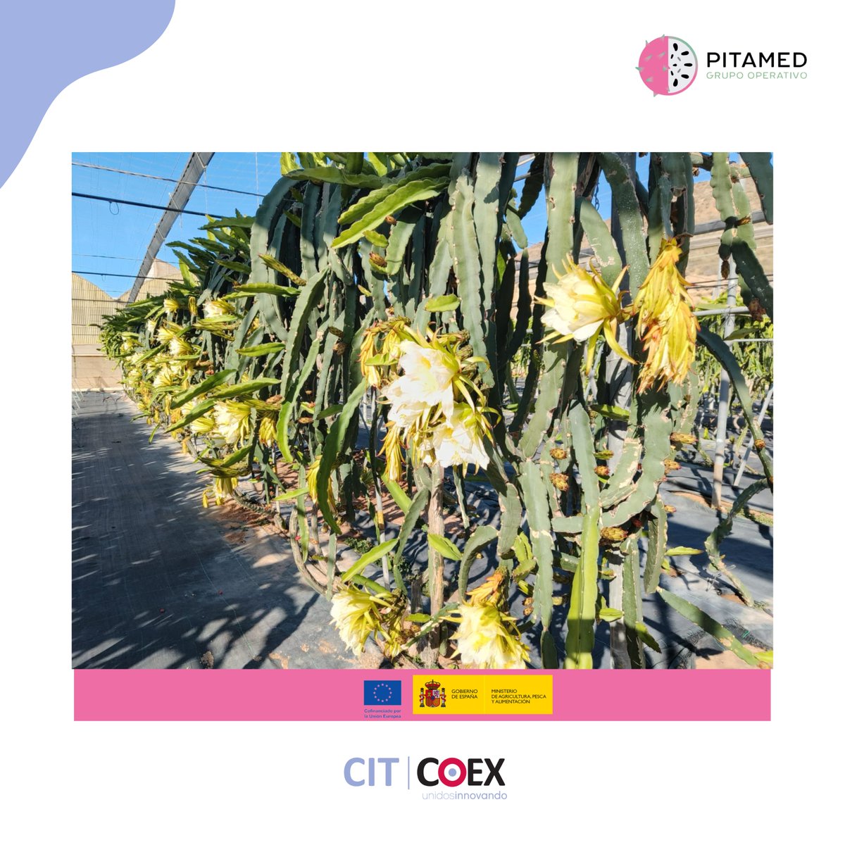 Gopitamed's tweet photo. 🌵 Se inicia la campaña de pitaya 💚

Con una antelación de aproximadamente diez días, este fin de semana se ha iniciado la primera floración de pitaya en las parcelas experimentales del Grupo Operativo PITAMed, en las instalaciones de la Finca UAL-ANECOOP. https://t.co/KUWQJoOFOP
