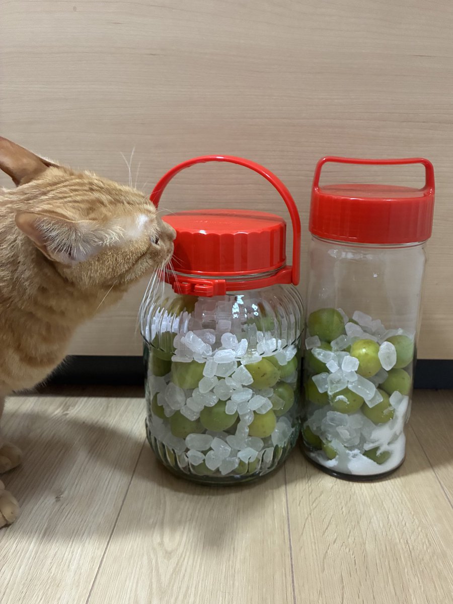 isedarisa's tweet photo. 夏を乗り切るために梅シロップ仕込み
瓶に詰め終わったら、猫ズが確認しに来た https://t.co/FauTp6RwQS