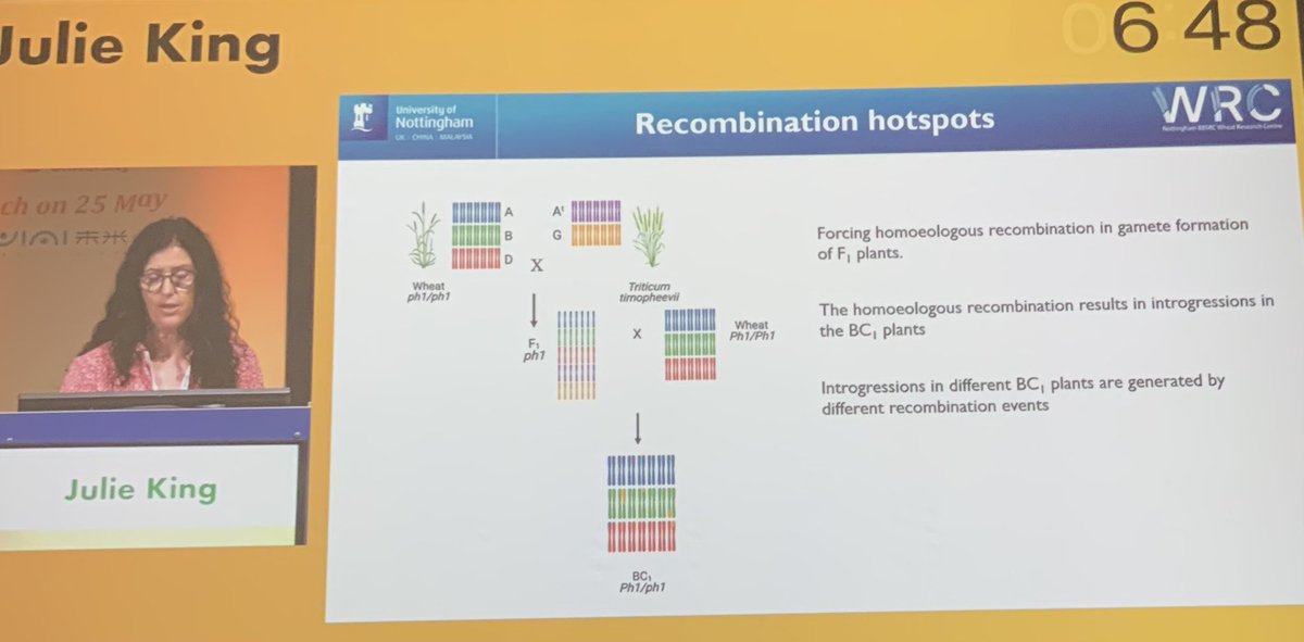 HPidon's tweet photo. Julie King presented us with the huge work her group has been doing on introversion lines between triticeae. Tons of interesting traits to gets from there but also knowledge on recombination mechanisms    #IWC2026Bologna https://t.co/sXtcL8Crwf