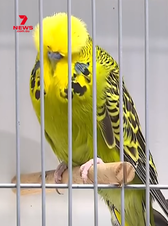 capbuds's tweet photo. The humble budgerigar is the world's third most popular pet after cats and dogs, and they’re back in vogue. The Gold Coast will welcome thousands of feathered friends this weekend for the 50th Anniversary of the National Budgie Championships. https://t.co/fck1fWwr7Q https://t.co/OSwlGbWLD8