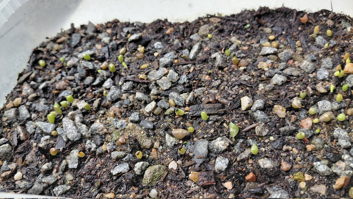 randomname634's tweet photo. #TinyCactus
#BabyCactus
#CactusCollection
#MiniPlants
#DeskPlants
#CuteCactus https://t.co/8tpfoYoN2W