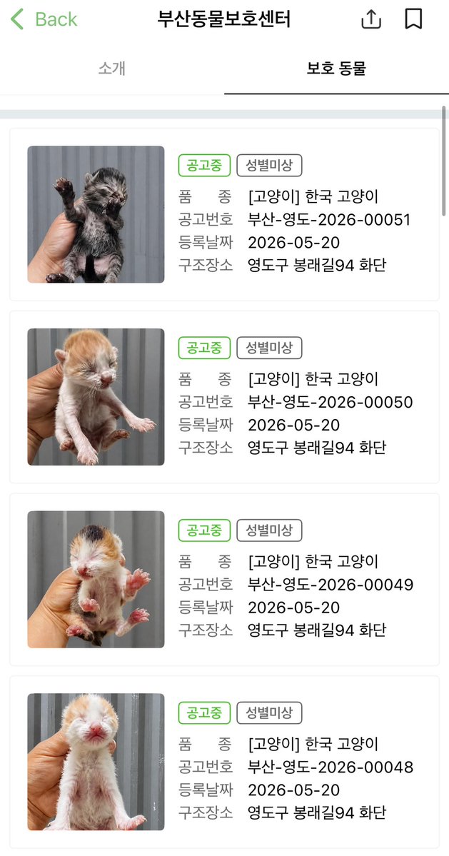 busananimal_'s tweet photo. 보호소에 어미없는 아기고양이들이 너무 많이 들어왔습니다ㅠㅜ 저도 항상 강아지방만 하다가 오늘 고양이방으로 처음 가봤는데 아기들이 진짜 너무 많더라구요ㅠㅠㅠ!! 혹시나 고양이 입양도 생각 있으신분들이 계시면 많은 관심 부탁드립니다😭😭😭😭 https://t.co/iUYYIa5L6V
