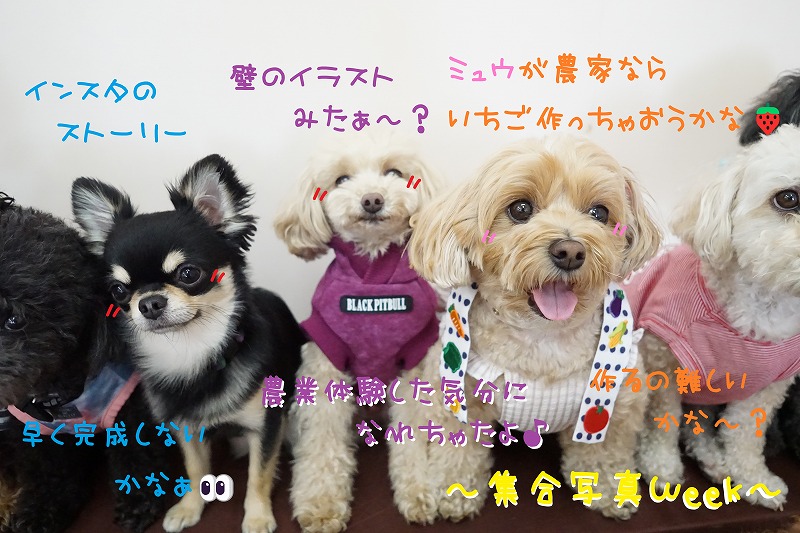  Chouchou Puppy 廃盤 犬 スタッフブログ | わんちゃんの幼稚園 ドッグホテル｜chou chou
