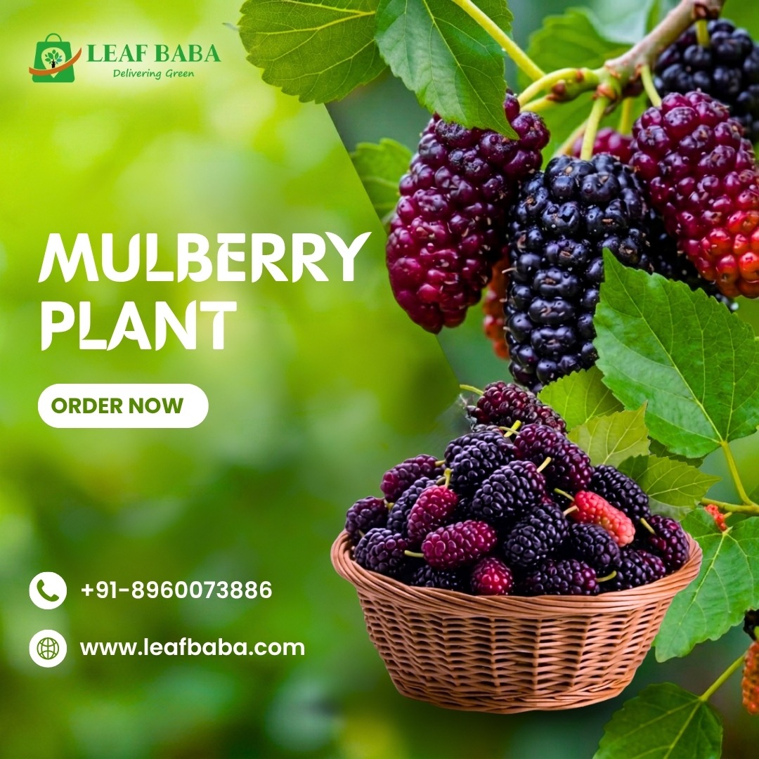 Leaf_baba's tweet photo. Grow your own taste of freshness at home with a Mulberry Plant

A well-grown mulberry plant that brings calm greenery, natural shade, and seasonal sweetness right to your space. https://t.co/L1hAiAPtOo