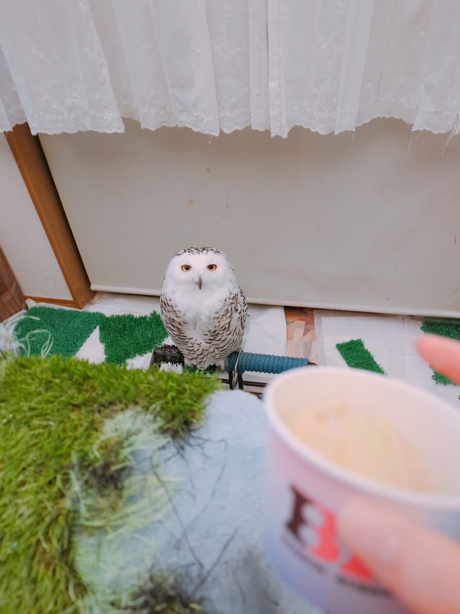 ☁ぽぽ☁シロフクロウ tweet media