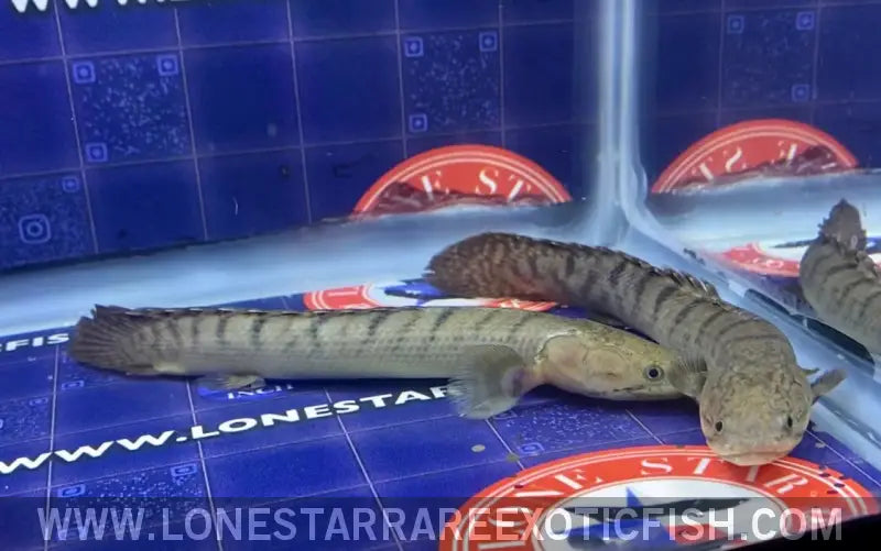 LS_RareFish's tweet photo. The Weeksii Bichir, native to the Congo River Basin, captivates with its prehistoric looks and elongated body. Discover this aquatic marvel's beauty and resilience. https://t.co/QRHJiyjT1K #bichir #monsterfish #freshwateraquarium #rarefish #tropicalfish #fishkeeping https://t.co/yurgY3tc9r