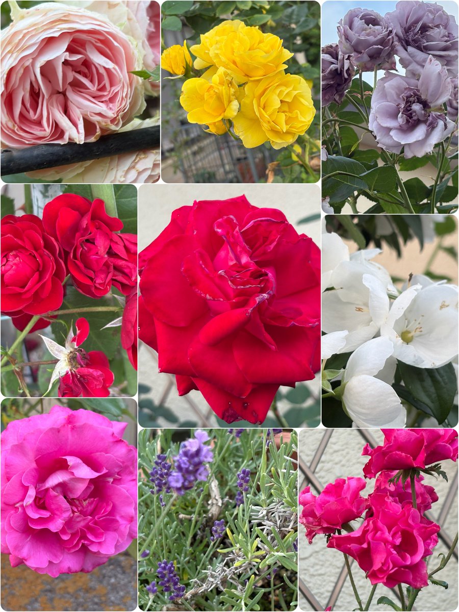 実家の庭にはたくさんの花が。 さすが4人の母。 ちゃんと世話をして