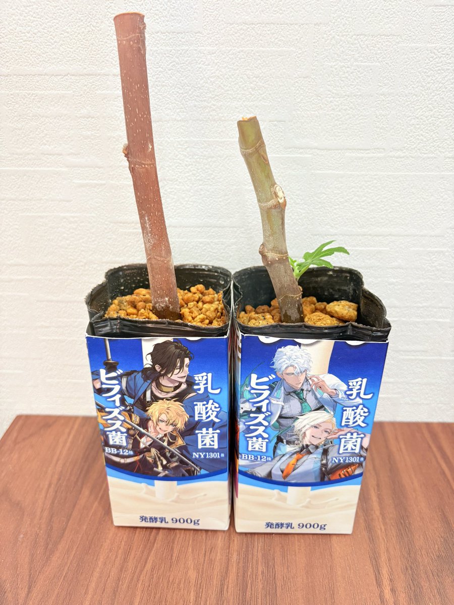 shitim1n's tweet photo. うかいぱわーーーーーー！！！🌱✨ https://t.co/yUQPL1Ra4T