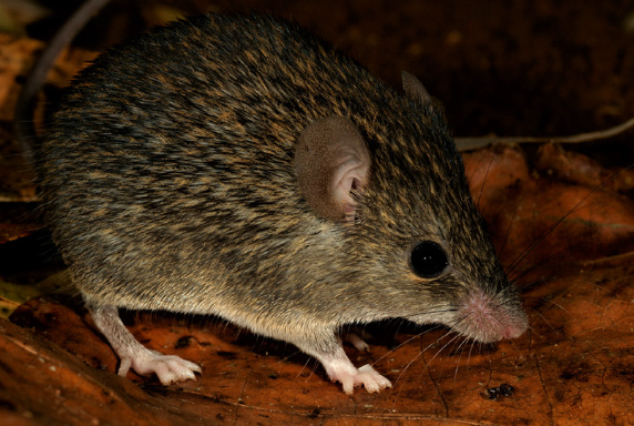 meegaskumbura's tweet photo. We describe a new forest mouse from Sri Lanka. It is one of the cutest of Sri Lankan mice. Mus (Pyromys) dumbara, a new endemic species of spiny mouse (Mammalia, Rodentia, Muridae) from Sri Lanka https://t.co/iPHTch8Ju5 via @ZooKeys_Journal https://t.co/Ytr6XoJmjJ