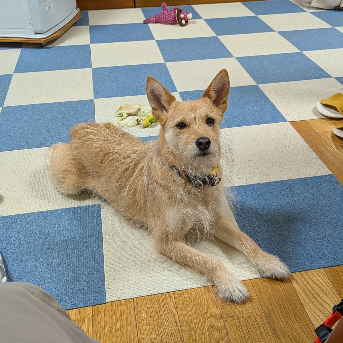 犬ちゃん 犬ちゃん (@dogchan1010) / Posts / X