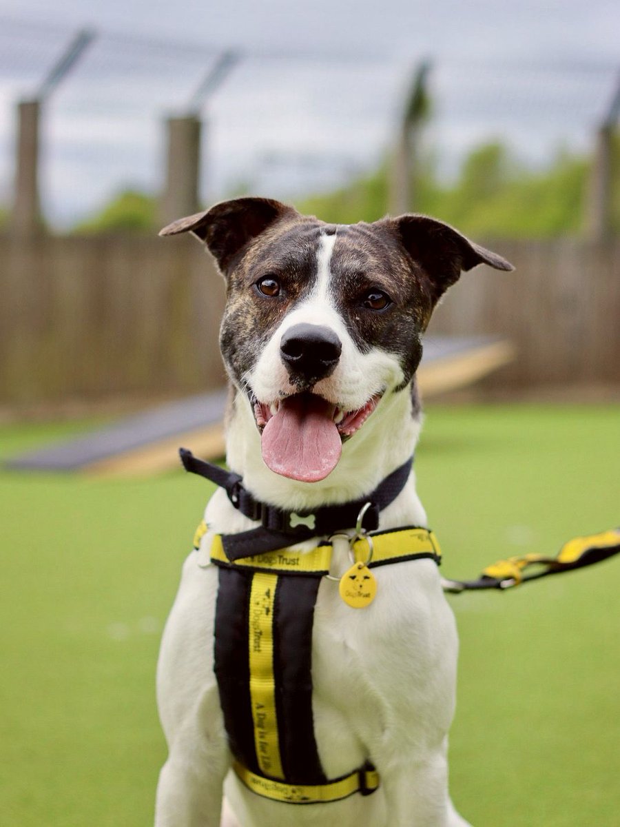 Dogs Trust Glasgow tweet media