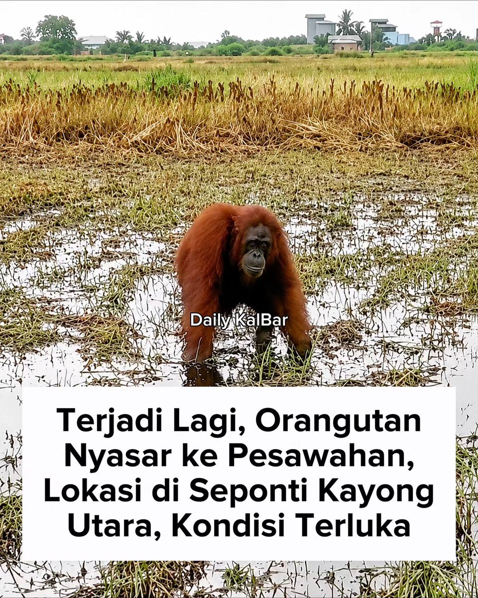 DARA GADIS BORNEO tweet media