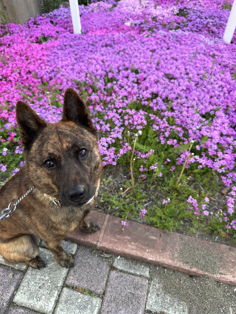 kaideer_roku's tweet photo. ライラックも芝桜もいい感じ

春だね🌸 https://t.co/x3658flWjL