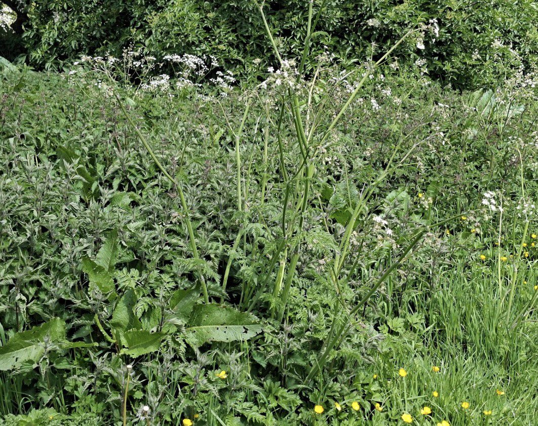 Ascerta | PCA Landscape tweet media