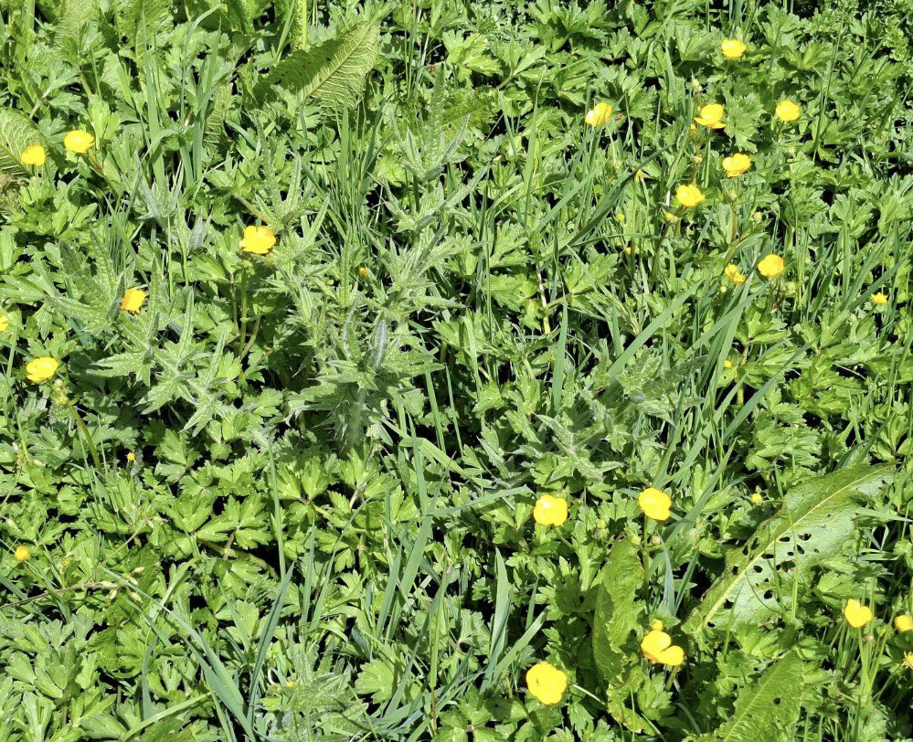 Ascerta | PCA Landscape tweet media