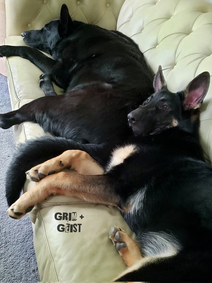 K9Garm tweet media