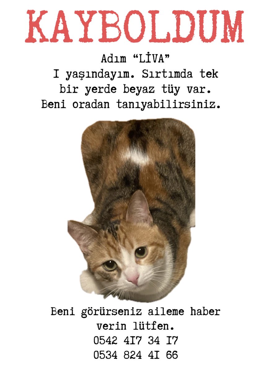 Özlem 🐾 tweet media
