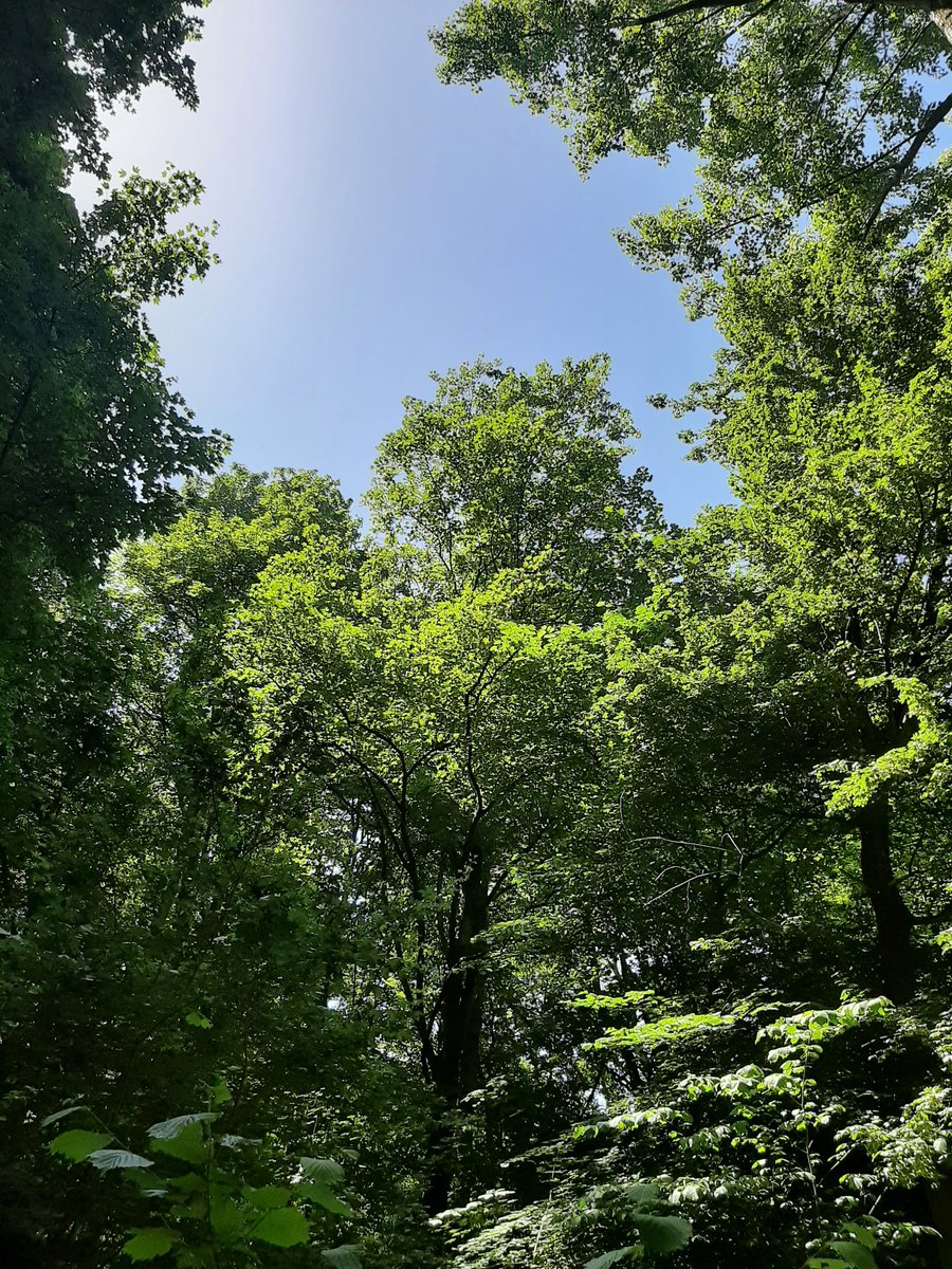 MEKloppenburg's tweet photo. Door de bomen het Kralingse #Bos niet meer zien. #Rotterdam #Kralingen Filmpje: #roodborst. Fijne dinsdag en voor wie het nodigheeft: sterkte met de hitte! https://t.co/F1Aac3VhBa