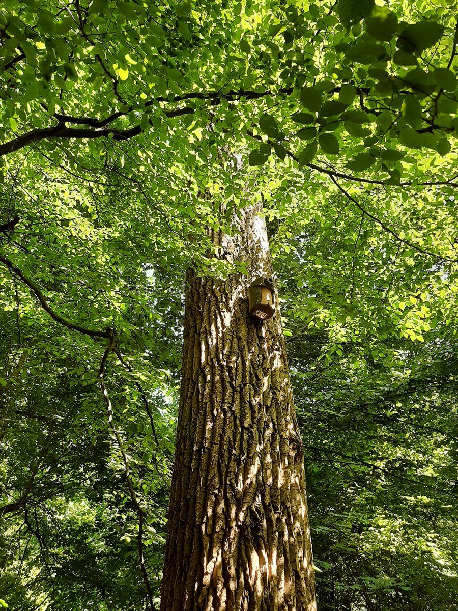 MEKloppenburg's tweet photo. Door de bomen het Kralingse #Bos niet meer zien. #Rotterdam #Kralingen Filmpje: #roodborst. Fijne dinsdag en voor wie het nodigheeft: sterkte met de hitte! https://t.co/F1Aac3VhBa