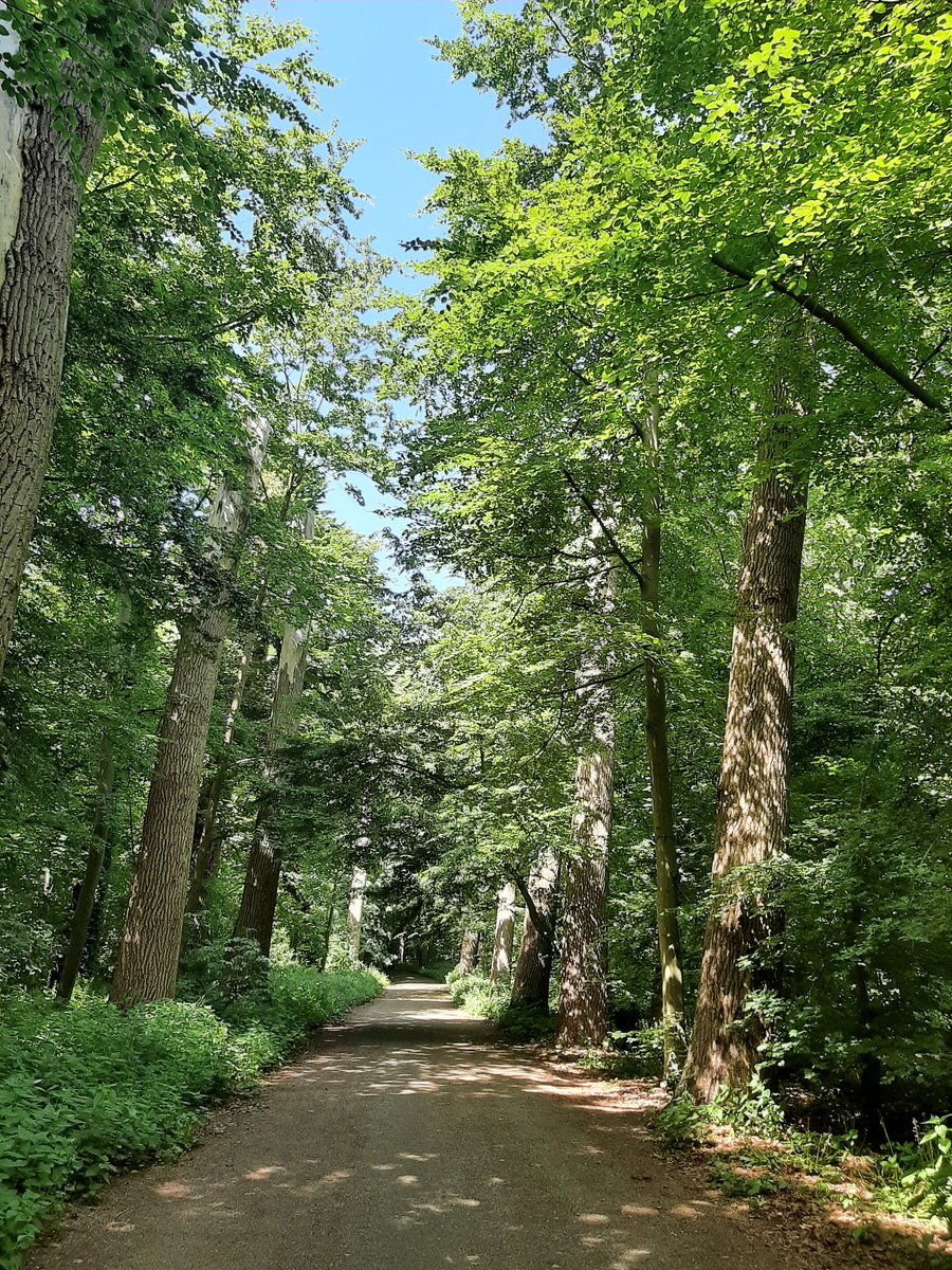 MEKloppenburg's tweet photo. Door de bomen het Kralingse #Bos niet meer zien. #Rotterdam #Kralingen Filmpje: #roodborst. Fijne dinsdag en voor wie het nodigheeft: sterkte met de hitte! https://t.co/F1Aac3VhBa