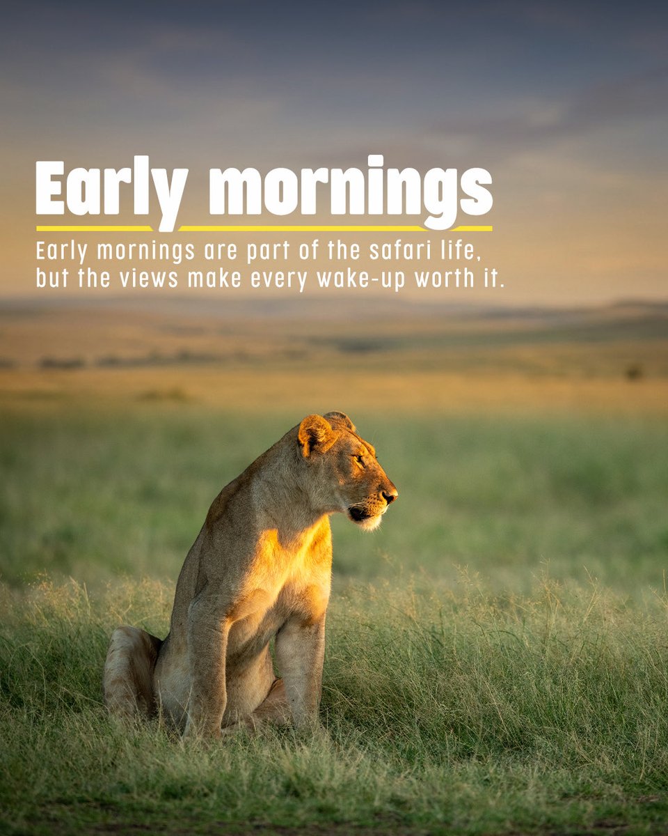 VisitSA_India's tweet photo. #SafariLife #TravelSouthAfrica #GameDrive #LuxurySafari https://t.co/qjO2jDuLVm