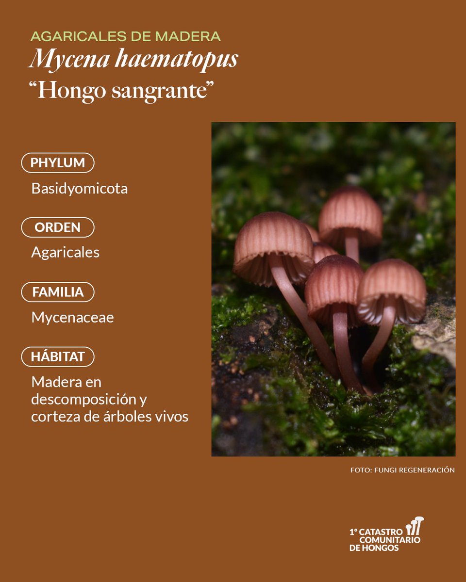 RewildingChile's tweet photo. Este carrusel está inspirado en los catastros comunitarios de hongos realizados en los Parques Nacionales Alerce Andino y Pumalín Douglas Tompkins, liderados por la divulgadora Fernanda Wallung, con aportes de Felipe Stuardo y la participación de vecinos de ambas áreas protegidas https://t.co/EzWdYdtOlG