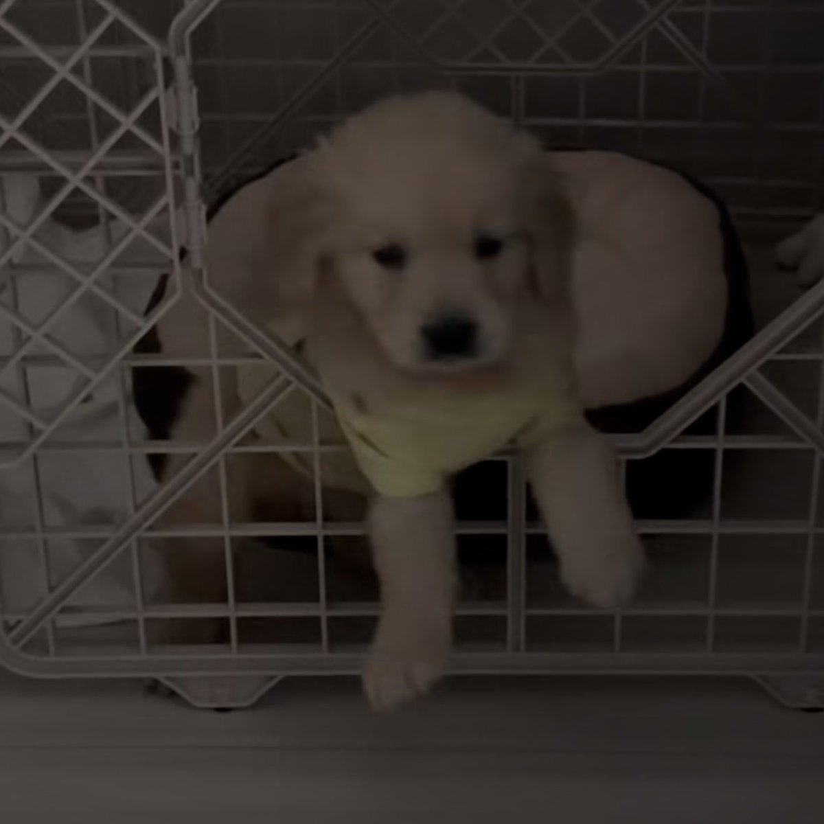 takemybear 🐶 tweet media