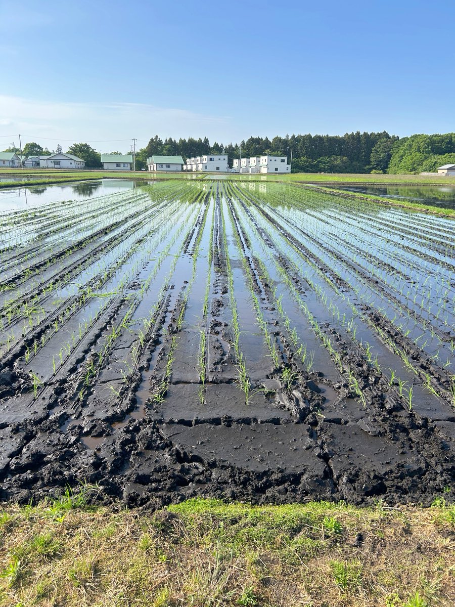welcome_0102's tweet photo. 市内を走行中、田植えの光景が見られるようになりました。順調に成育しますように。きょうは議会運営委員会において一般質問の登壇は、6月4日（木）2番に決定。閉会後は重ねて担当課とのヒアリングを。大切な声をしっかりと届けられるよう、いよいよ本腰を入れて質問原稿に取り組みます🌱 https://t.co/Db7kTbLwpI