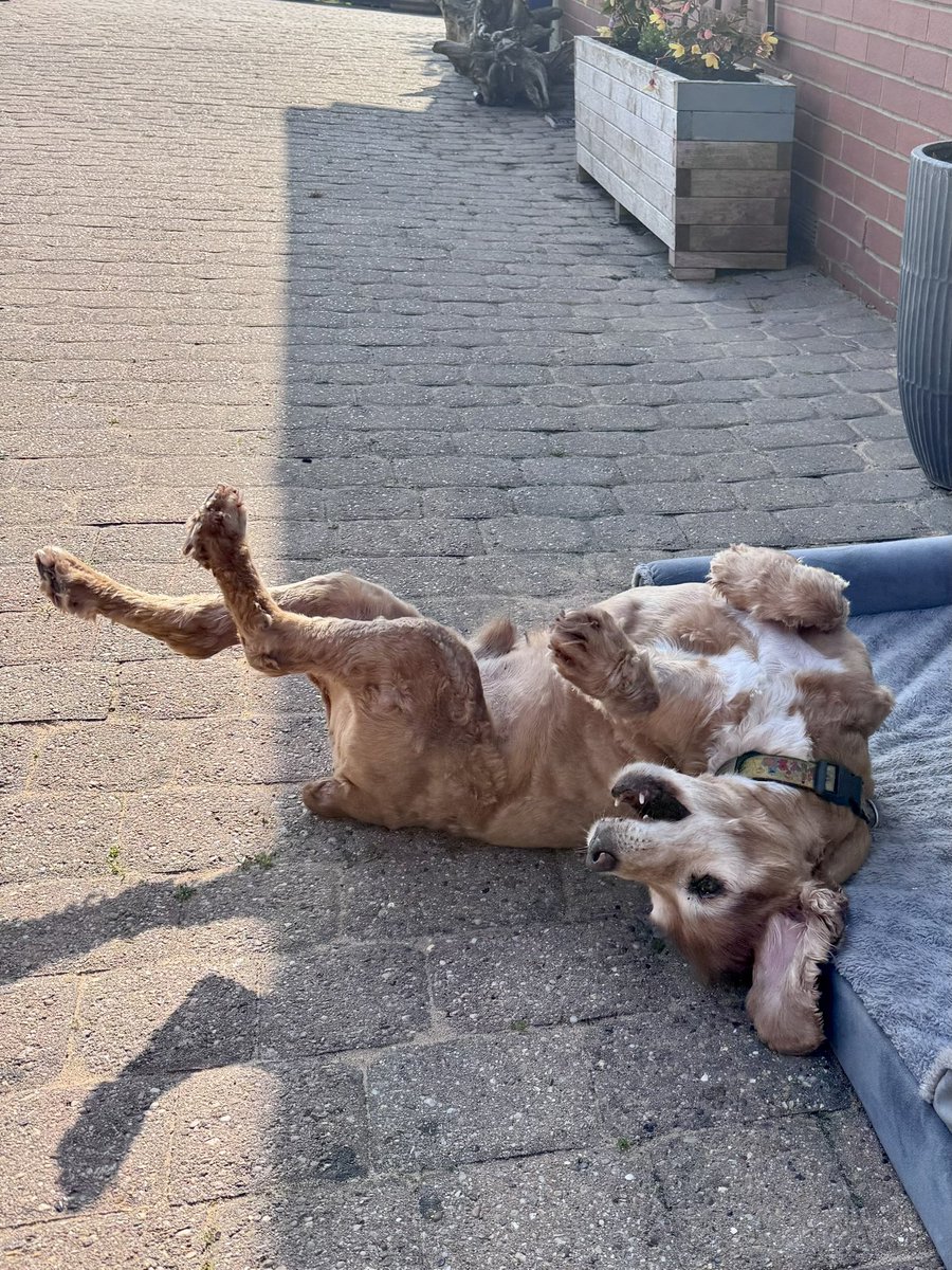 Super Spaniels tweet media