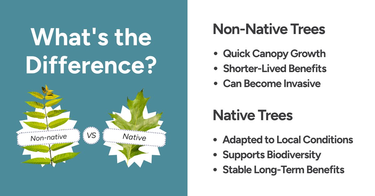 leaf's tweet photo. 🌎 Trees help fight climate change by storing carbon, cooling communities and reducing flooding. But not all trees function the same way. Some grow fast and absorb carbon quickly, while others provide longer term ecosystem benefits depending on species and setting. https://t.co/EhJKCaGFgf