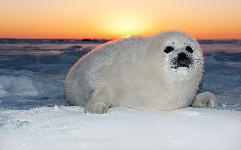 SealDev tweet media
