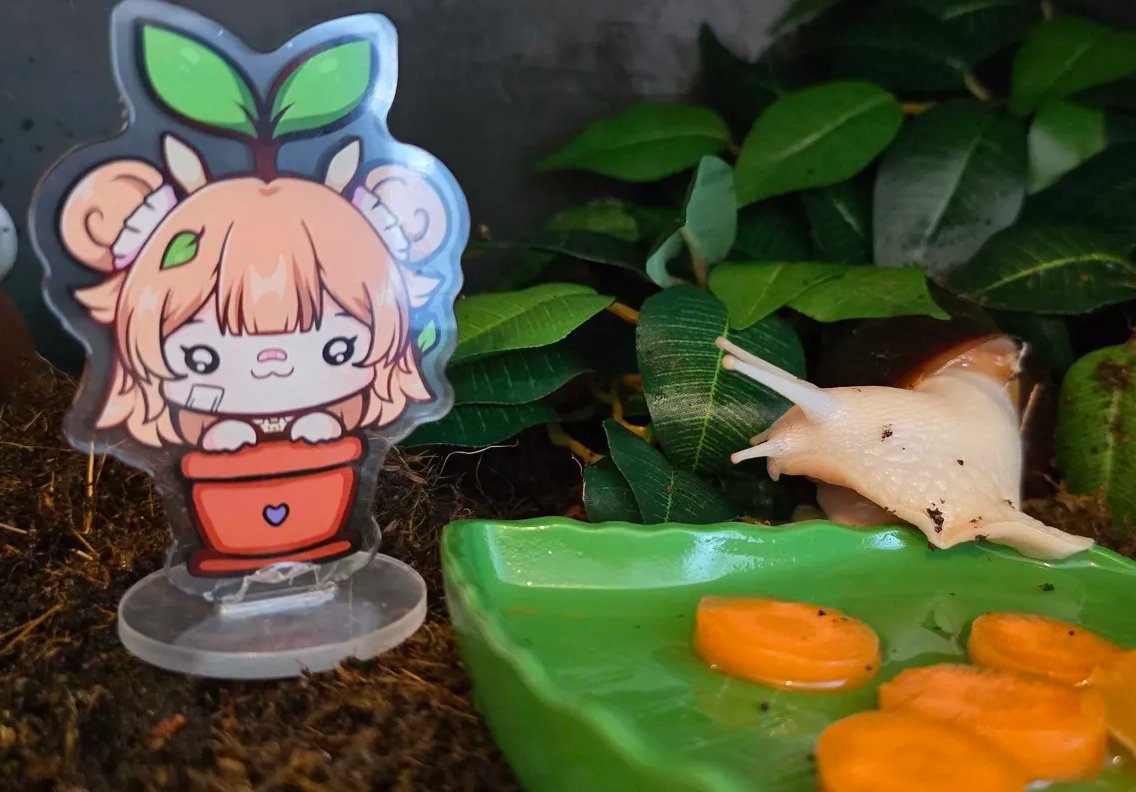 Denaryin's tweet photo. Omg guys help a snail has infiltrated my snails terrarium!!  #pyuncasso https://t.co/LHVk2tC2DV