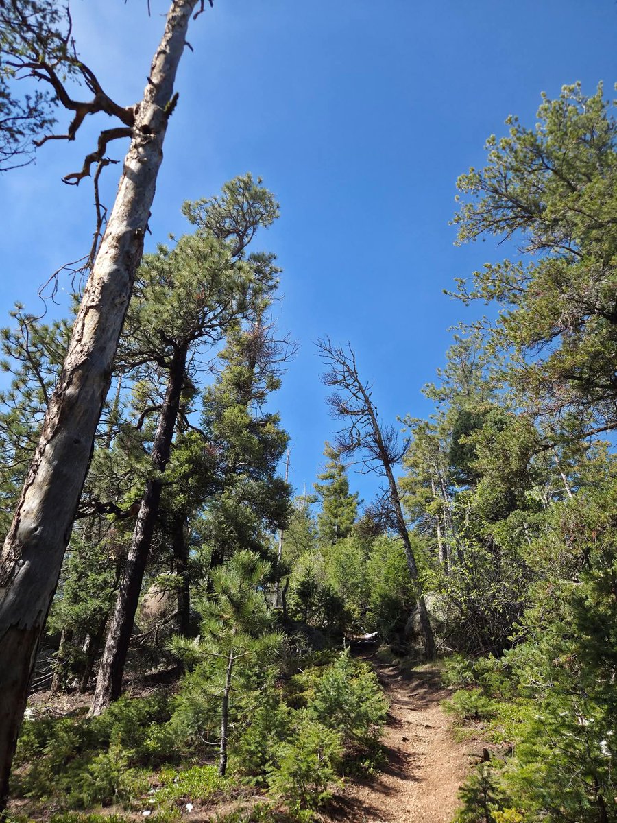 ViewFromTrails's tweet photo. Peace in the Pines...🌲☮️👣☮️🌲

#PeaceOut ☮️ https://t.co/DgGHvjybA1