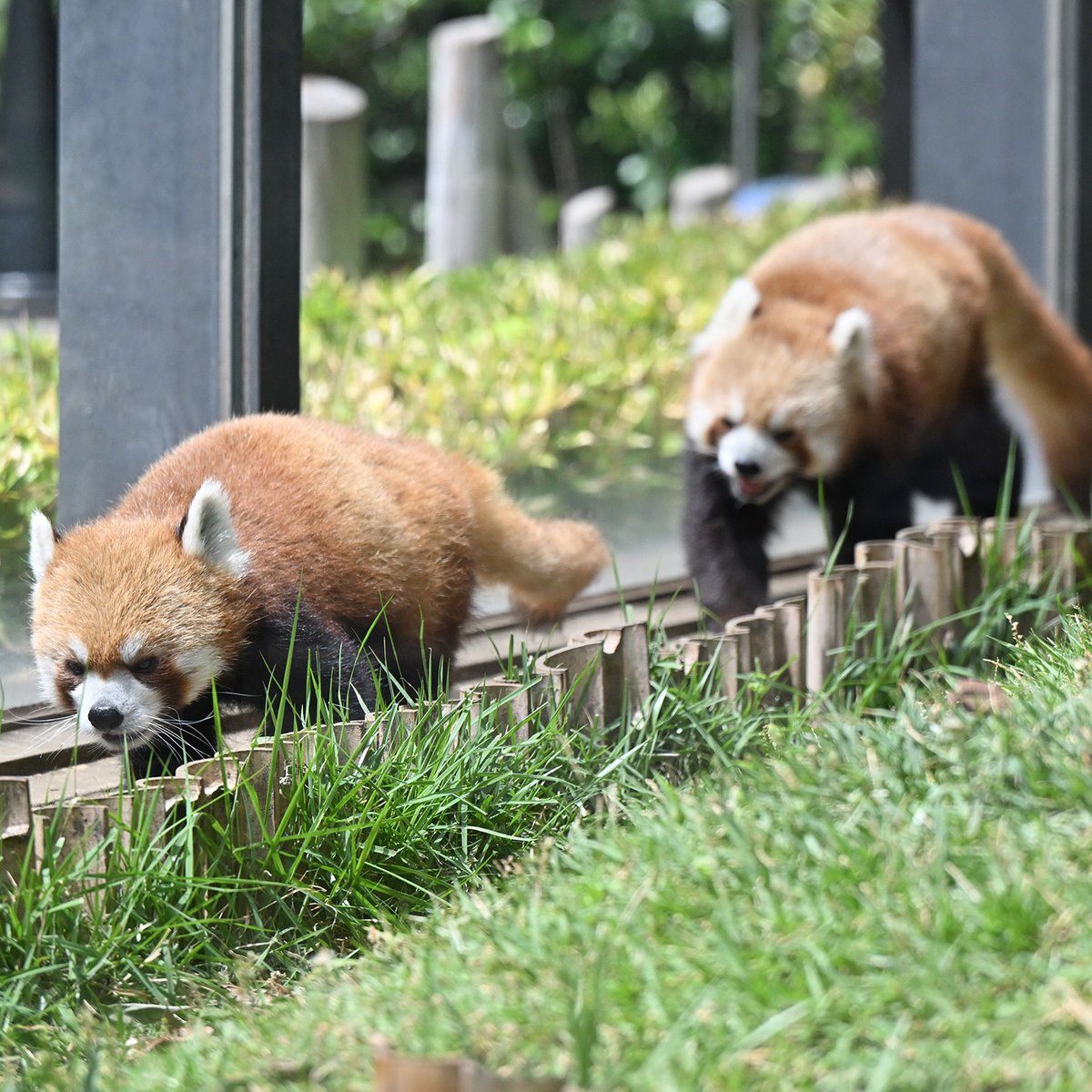 mainichipanda's tweet photo. 今日のレッサーパンダ（100日目）
今日のパンダは10:30からです。今日も蒸し暑く園内やや空いていました。
https://t.co/9QYHt4m1e1 https://t.co/v5kvELbA45